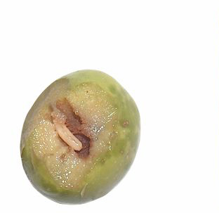 Larva di terzo stadio